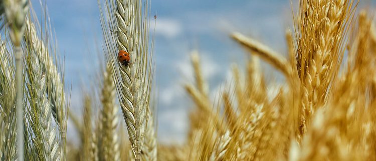 cereales sin gluten esgir