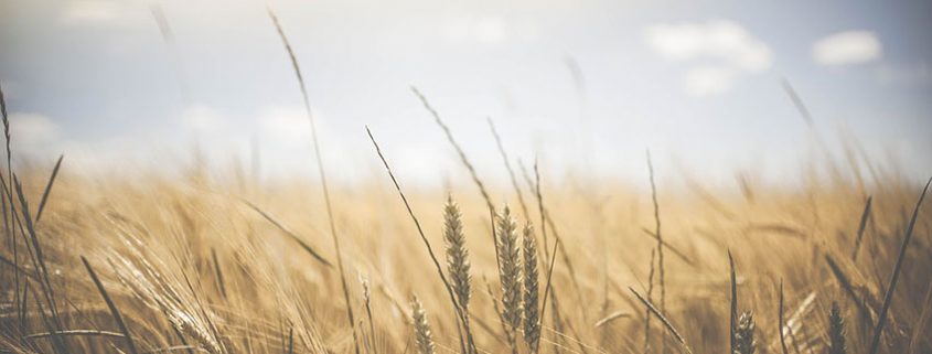 Wheat-free breakfast cereals, now available at your supermarket